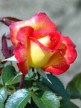 roses-red-yellow4
