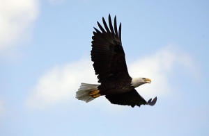 soaring bald eagle