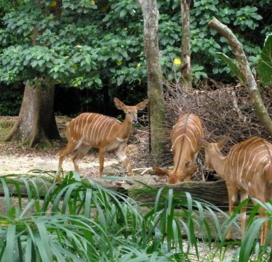 rainforest zoo