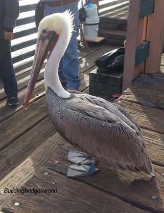curious pelican