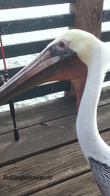 curious pelican 