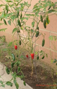 jalapeno peppers plant