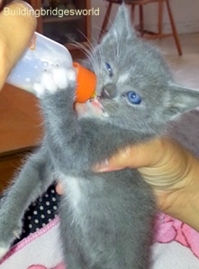 feeding kitten with bottle