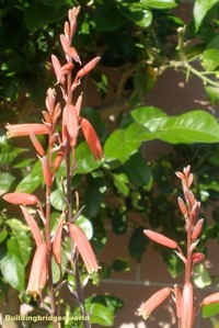 plants for hummingbirds