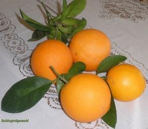 my garden oranges