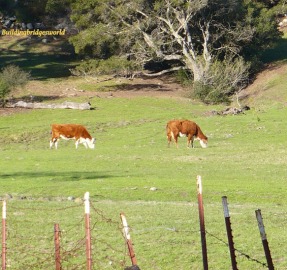 grazing cow california