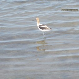 bird at wetlands