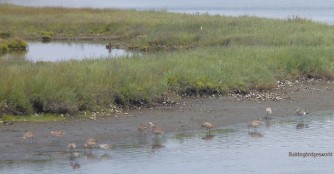 birds wetlands