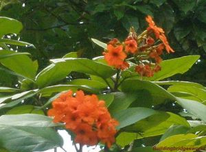tropical orange flowers