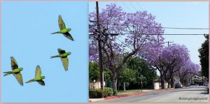 green parrots flowers california