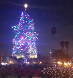 christmas tree california