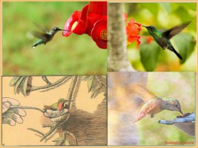 hummingbird flowers collage