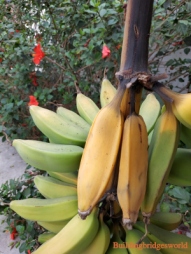 backyard banana tree