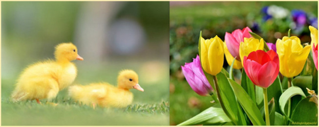 spring ducklings and tulips